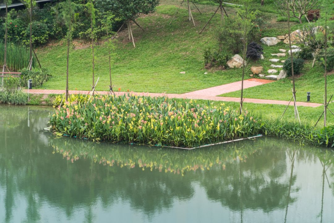 清遠飛來峽海綿公園生態浮床.jpg